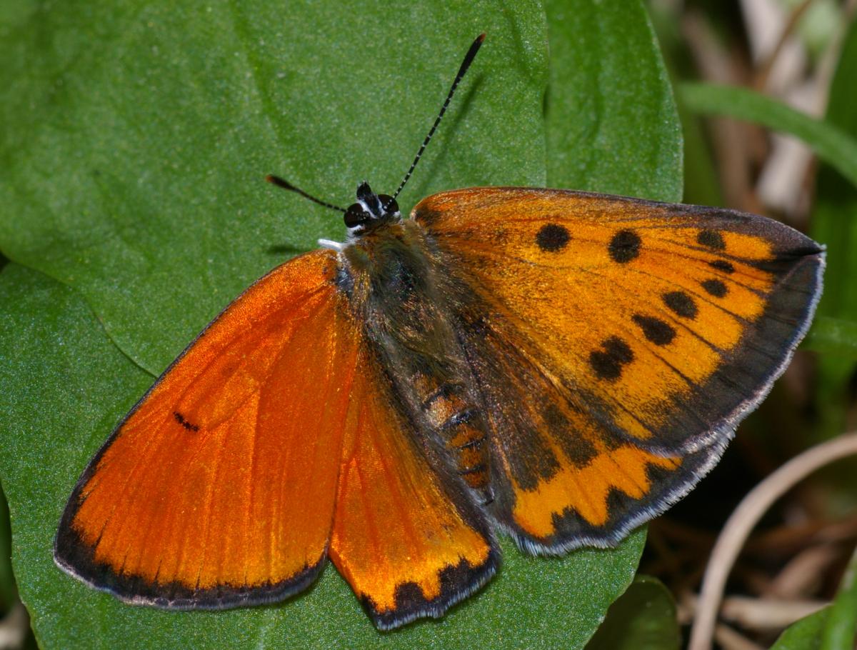 Lycaena dispar gynandromorph (via Alex Bic)WEB.jpg